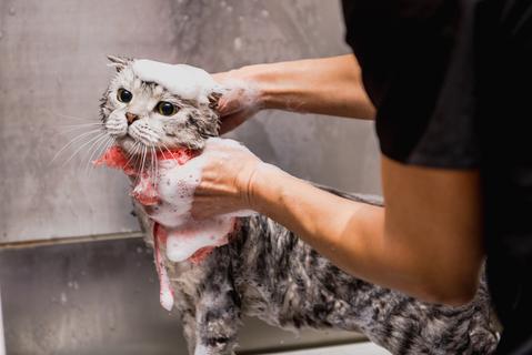 ABK’s Guide to Pet’s Coat Care: Shampoos and Conditioners for Pets