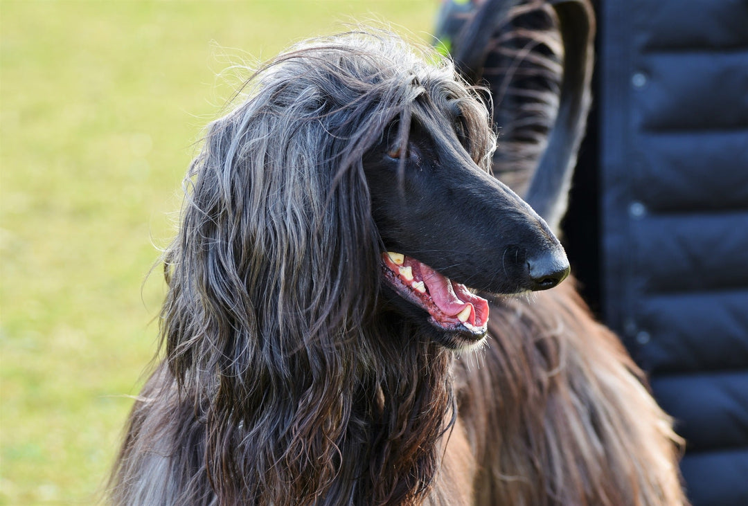 WHY IS IT IMPORTANT TO BRUSH LONG HAIRED DOGS? - abkgrooming