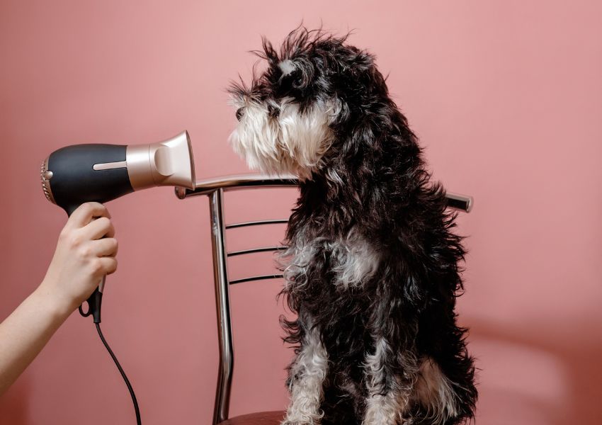 how to reduce anxiety in dogs during grooming, how to help anxious dogs tolerate grooming, how to desensitize anxious dogs to grooming, how to create a positive grooming experience for anxious dogs, calming aids for anxious dogs during grooming