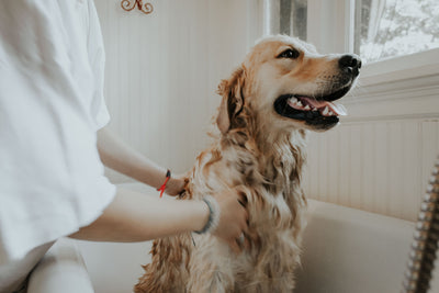 Dog Grooming For Beginners At Home: Dos and Dont's