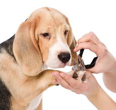 Groom a Beagle: Grooming Guide for you