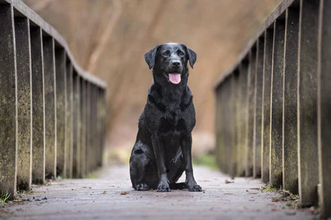 Top 5 Most Popular Dog Breeds for 2025