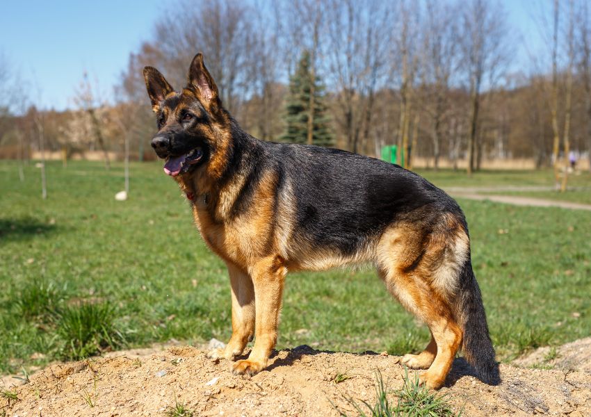 Best dogs for apartment living  Easy-to-train dogs for home  Dogs that don’t shed for home  Calm dog breeds for indoor living  Best dogs for first-time pet owners  Low maintenance dogs for families  Best dogs for small houses  Child-safe dog breeds
