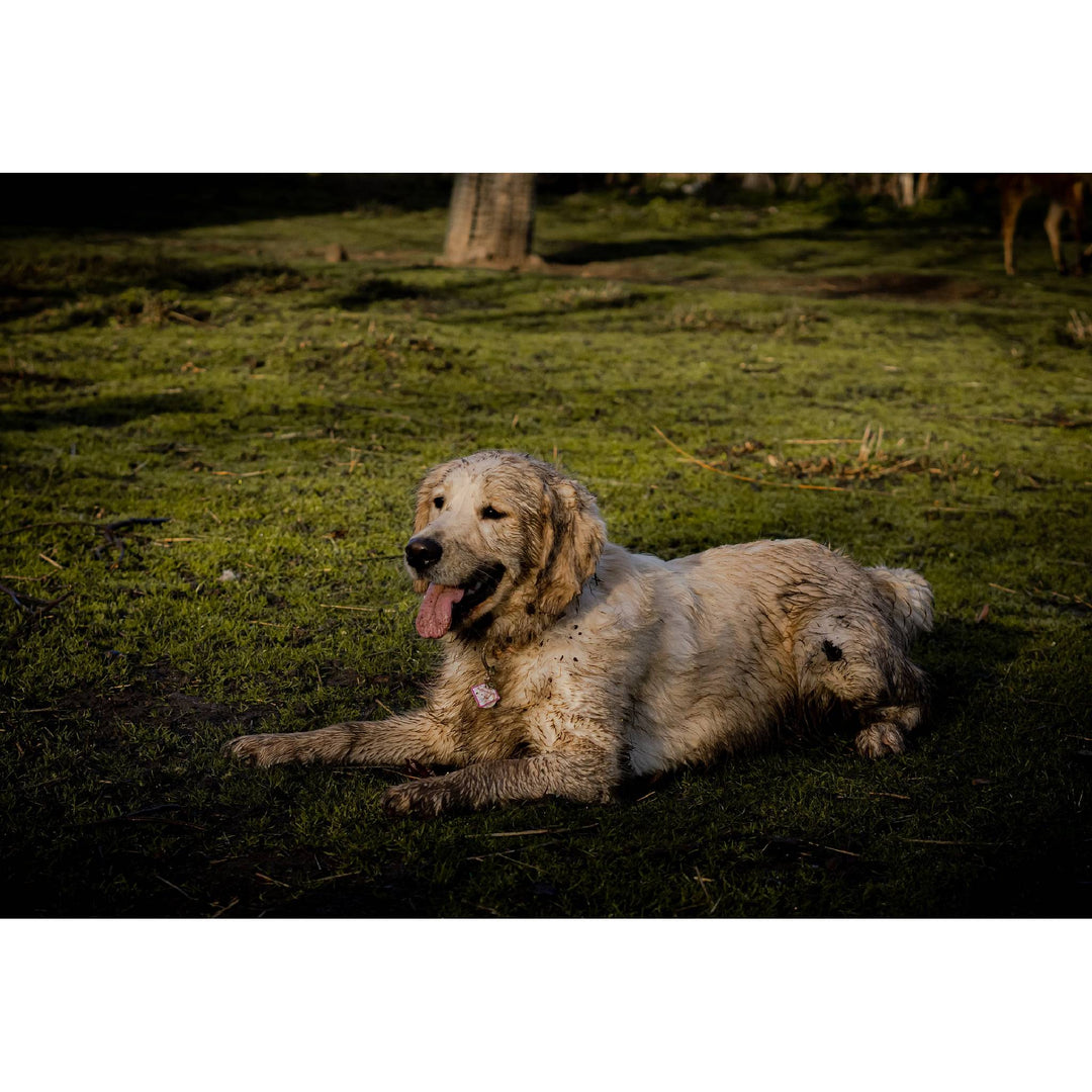 HOW TO GROOM GREASY HAIRED DOGS? - abkgrooming
