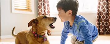 Bond between Pet and Human - ABK Grooming