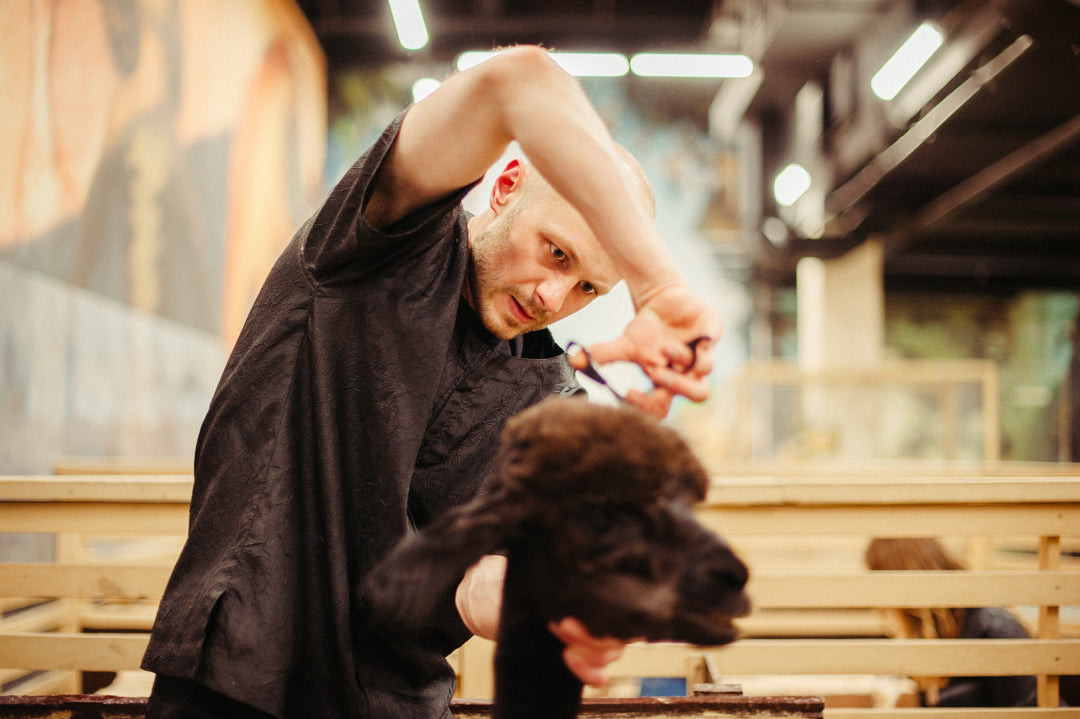 Why Should You Use Curved Scissors for Dog Grooming?