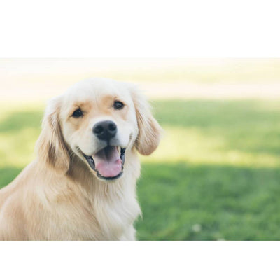 Can I Use Human Shampoo on my Dog?
