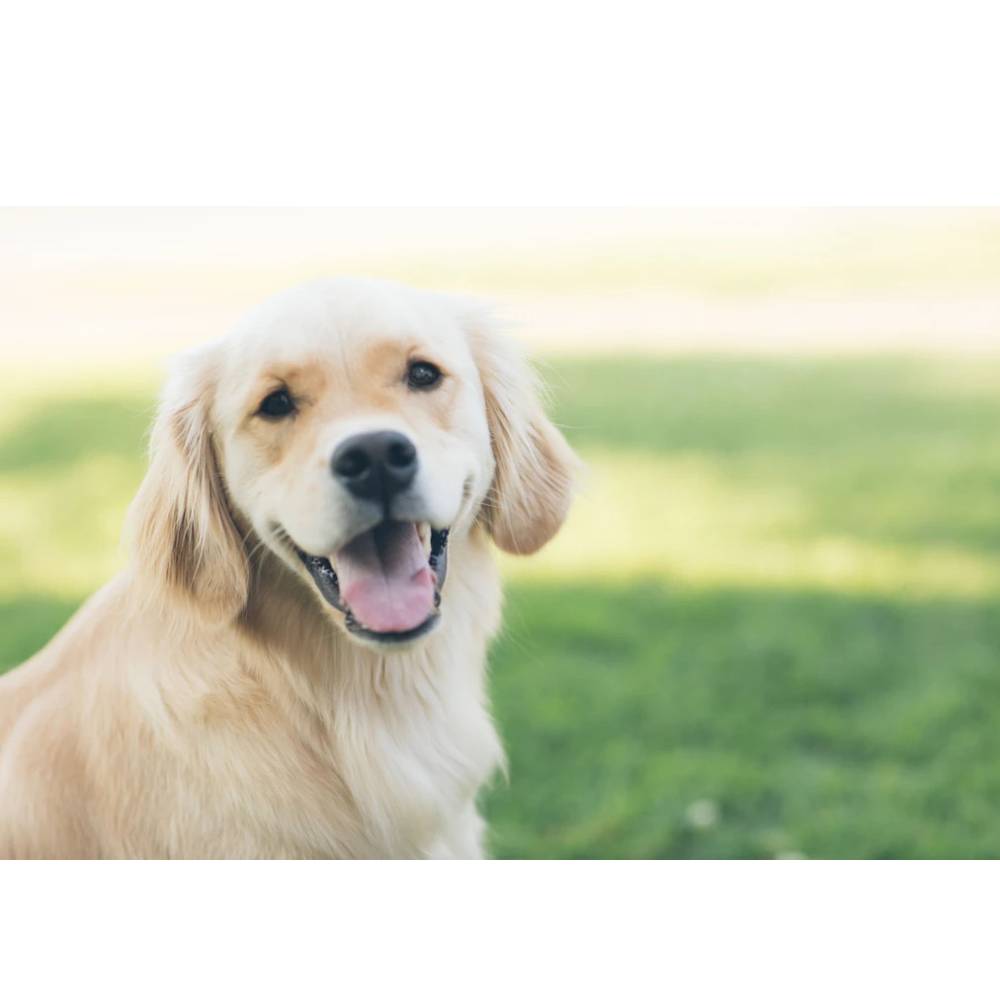 Can I Use Human Shampoo on my Dog? - ABK Grooming