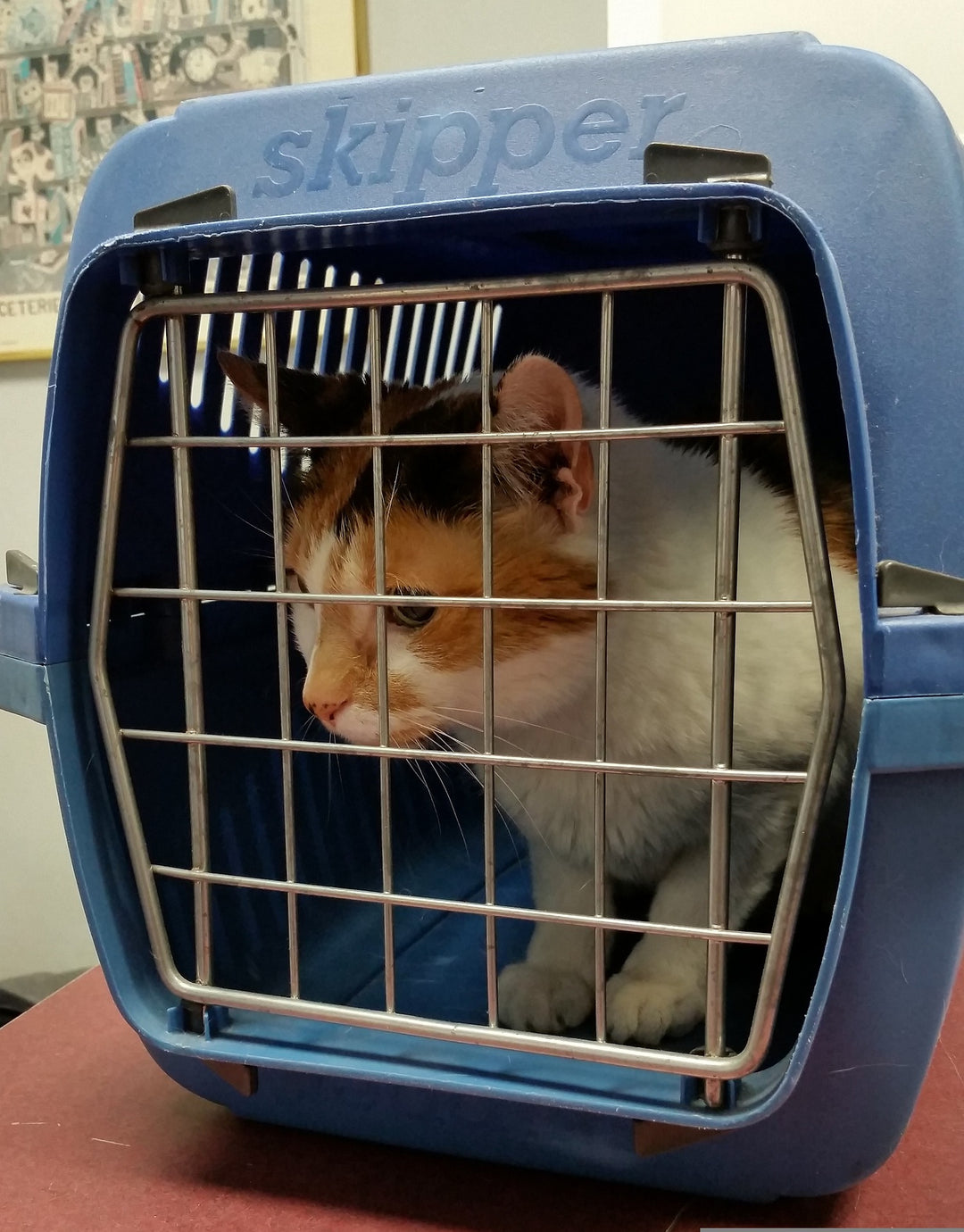 When And How Carriers Are Helpful for Pets