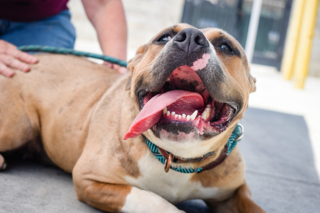 5 Easy Ways to Keep Your Dog’s Teeth Clean