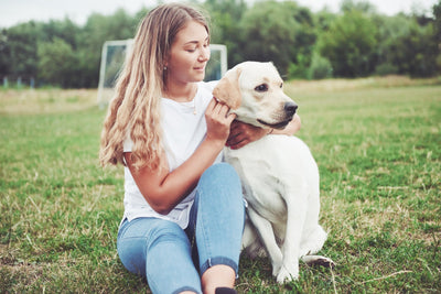Choosing the Right Clipper, Dryer, and Brush for Your Golden Retriever