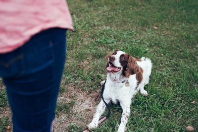 Quick Ways to Encourage Positive Behavior in Your Dog