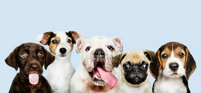 Dog Breeds That Need Grooming The Most