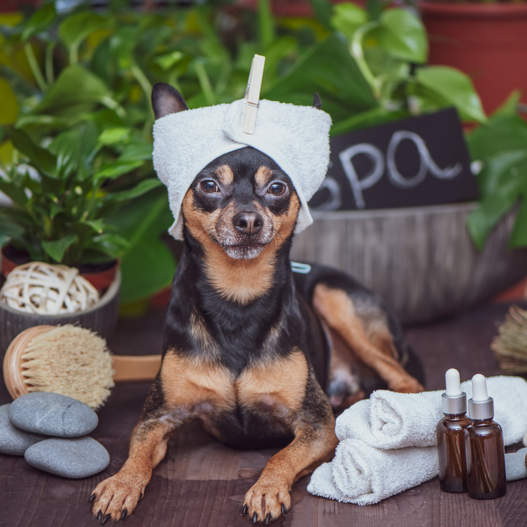 Recent Trends in Pet Grooming Industry