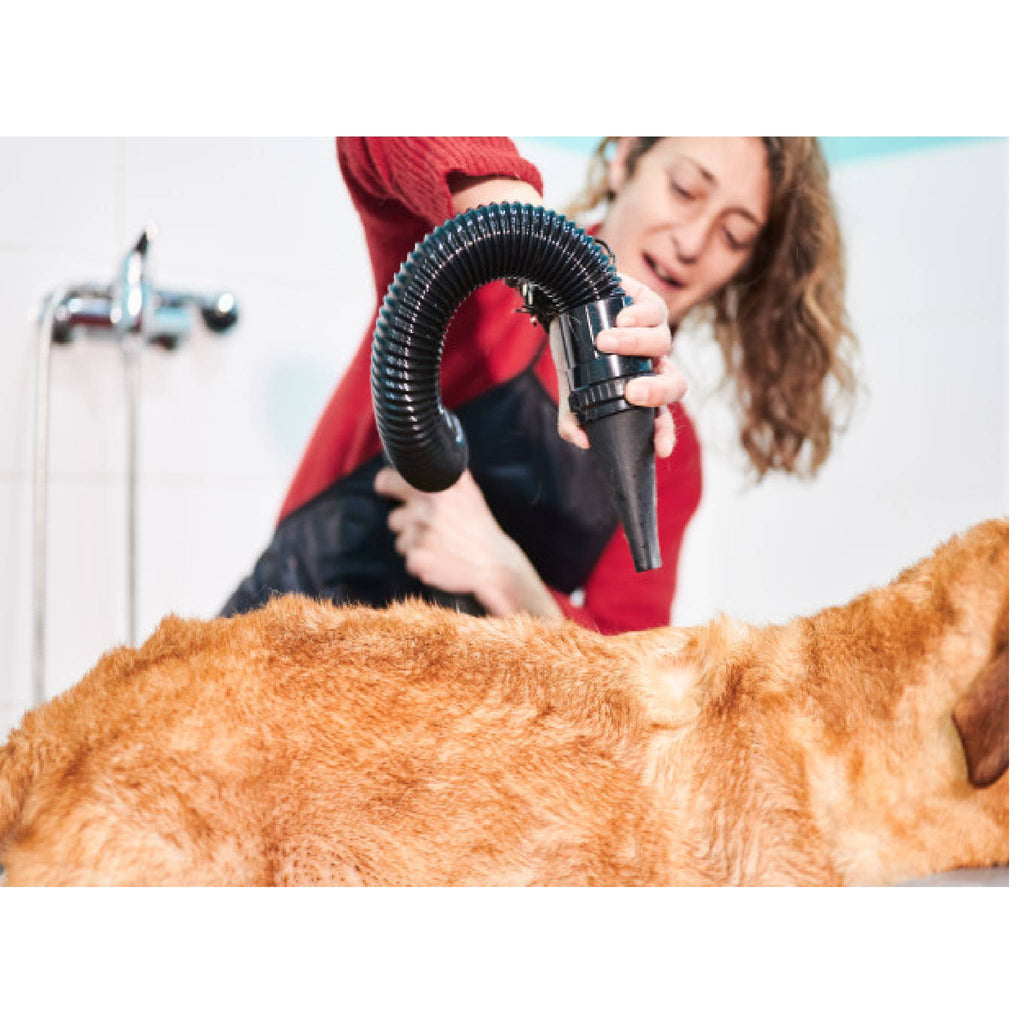 Top 10 Best Dryers for your Pets