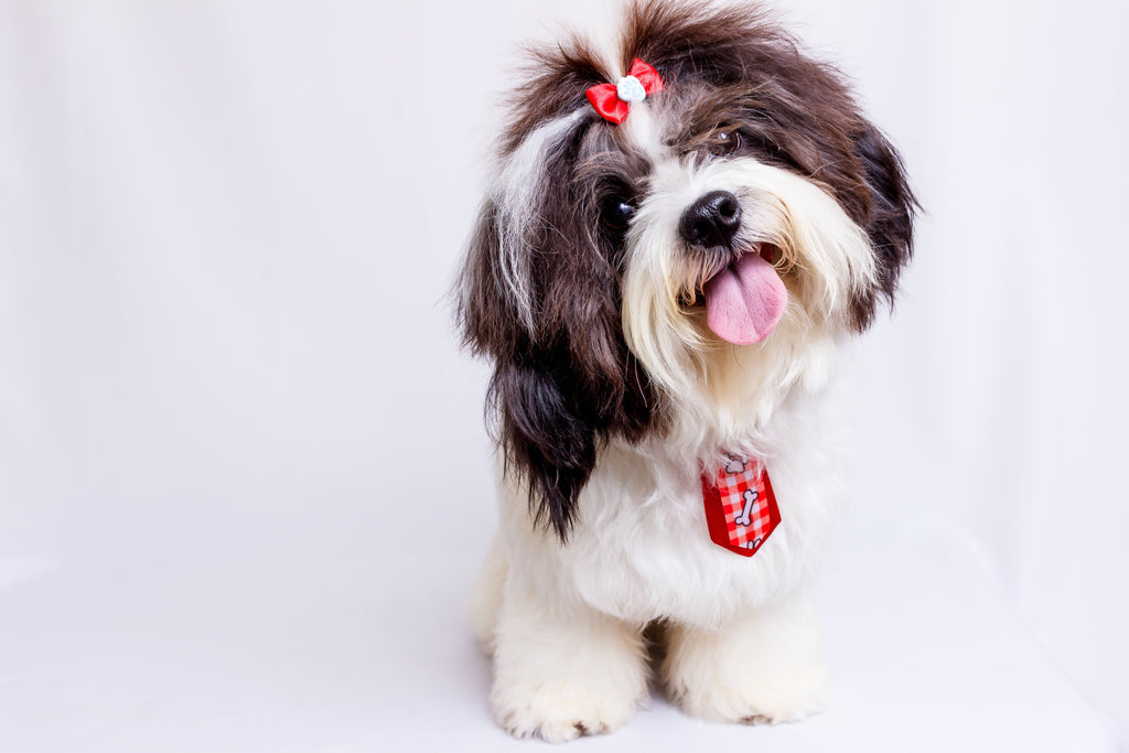 Top Dog Styling Tips By Show Dog Experts