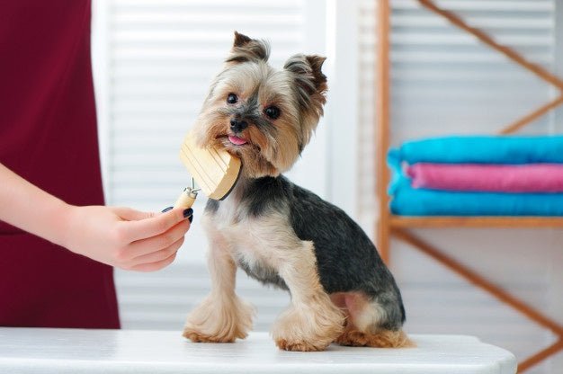 Essential Dog Grooming Items for the Home
