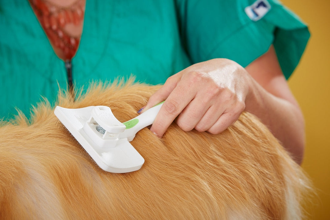 Facts About Brushing Your Dog | ABK Grooming