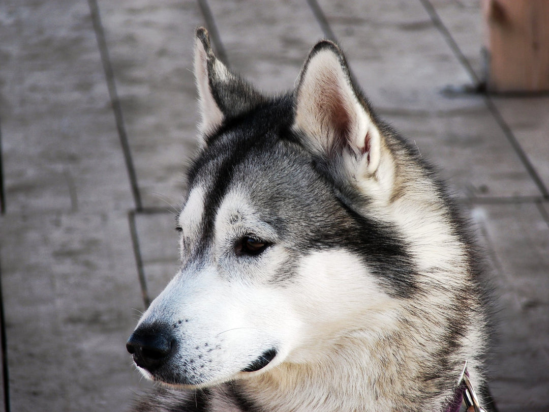 FIVE DOG BREEDS THAT NEED PROFESSIONAL GROOMING - ABK Grooming