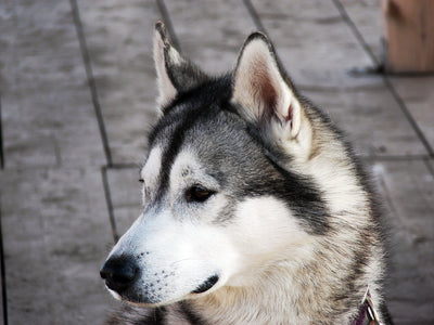 FIVE DOG BREEDS THAT NEED PROFESSIONAL GROOMING