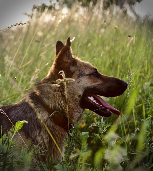 Fleas & Ticks: Preparing your Dog for Summer - ABK Grooming