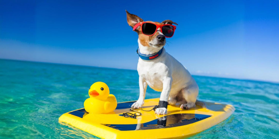 Hot Weather Pet Essentials for a Cool Summer