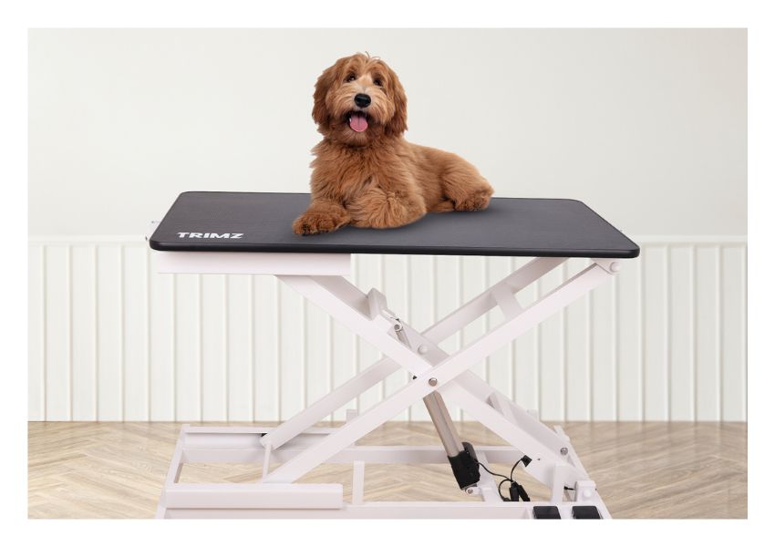 Boost Your Grooming Business with this Trimz Grooming Table ABK grooming
