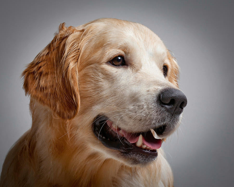 Best Dog Grooming Tools