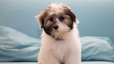 How To Groom Havanese
