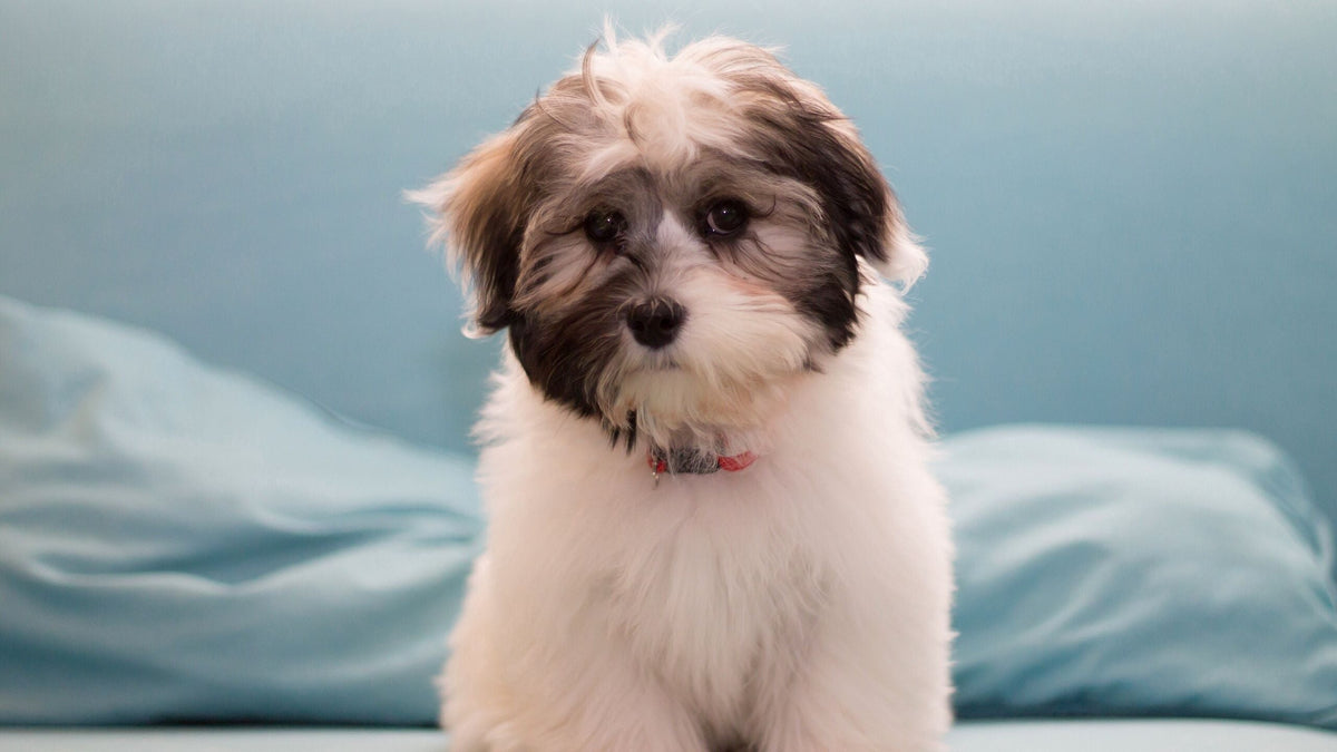 Cute Havanese Dog