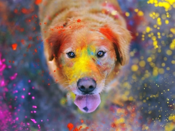 Animal Friendly Holi -  Equals Safe Holi - abkgrooming