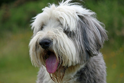 HOW TO GROOM BEARDED COLLIE?
