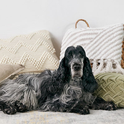 How to groom Cocker Spaniel?