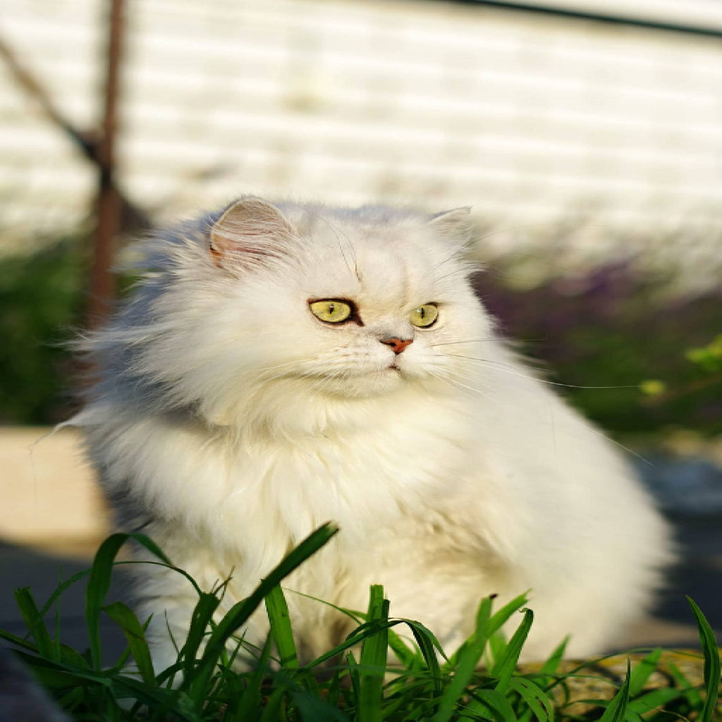 HOW TO GROOM PERSIAN CATS?