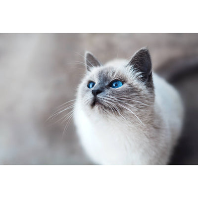 HOW TO GROOM RAGDOLL CATS?