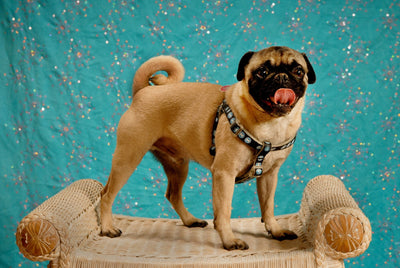 How to Groom your PUGS??