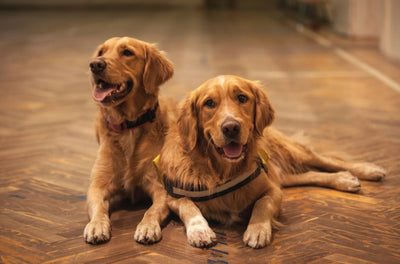 How to Keep Your Dogs Healthy and Fit?