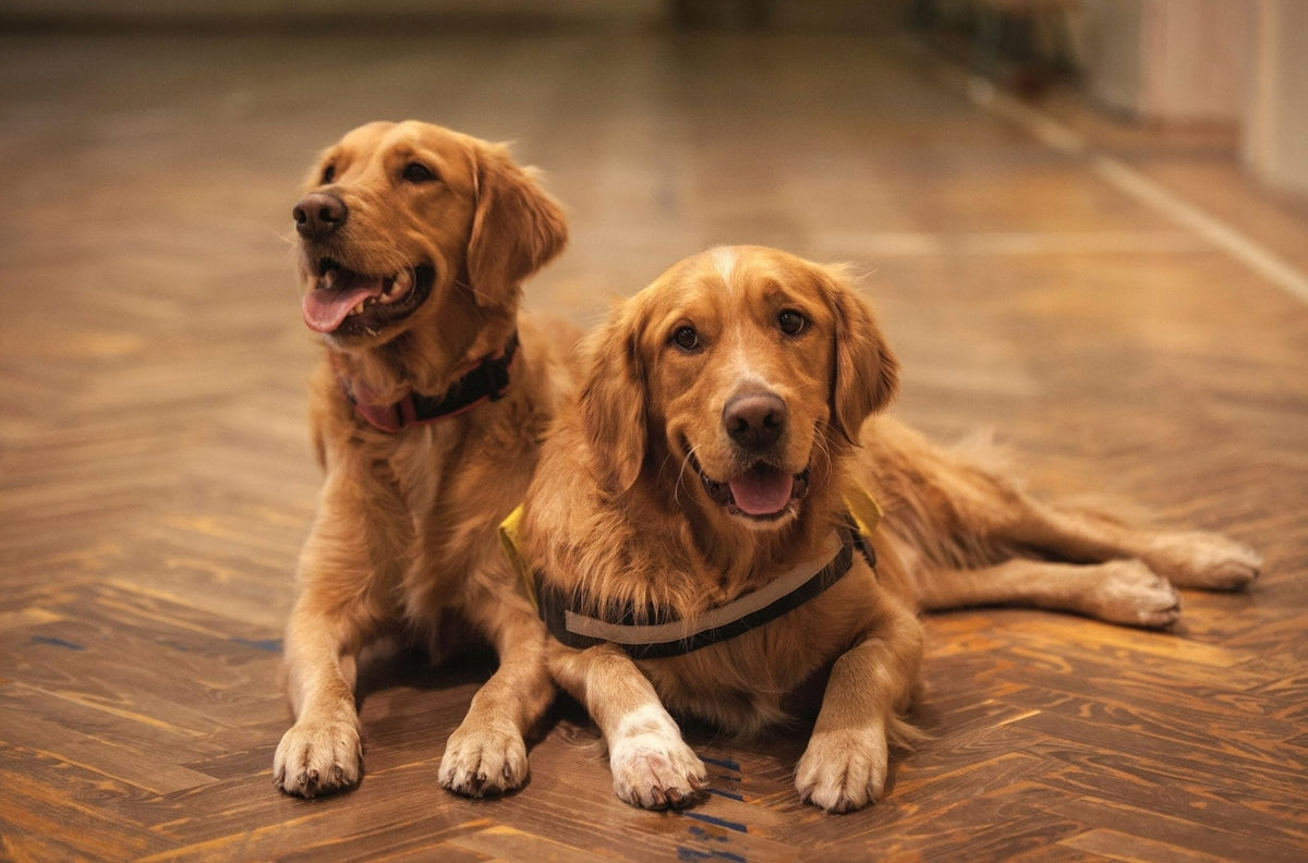 How to Keep Your Dogs Healthy and Fit? - ABK Grooming
