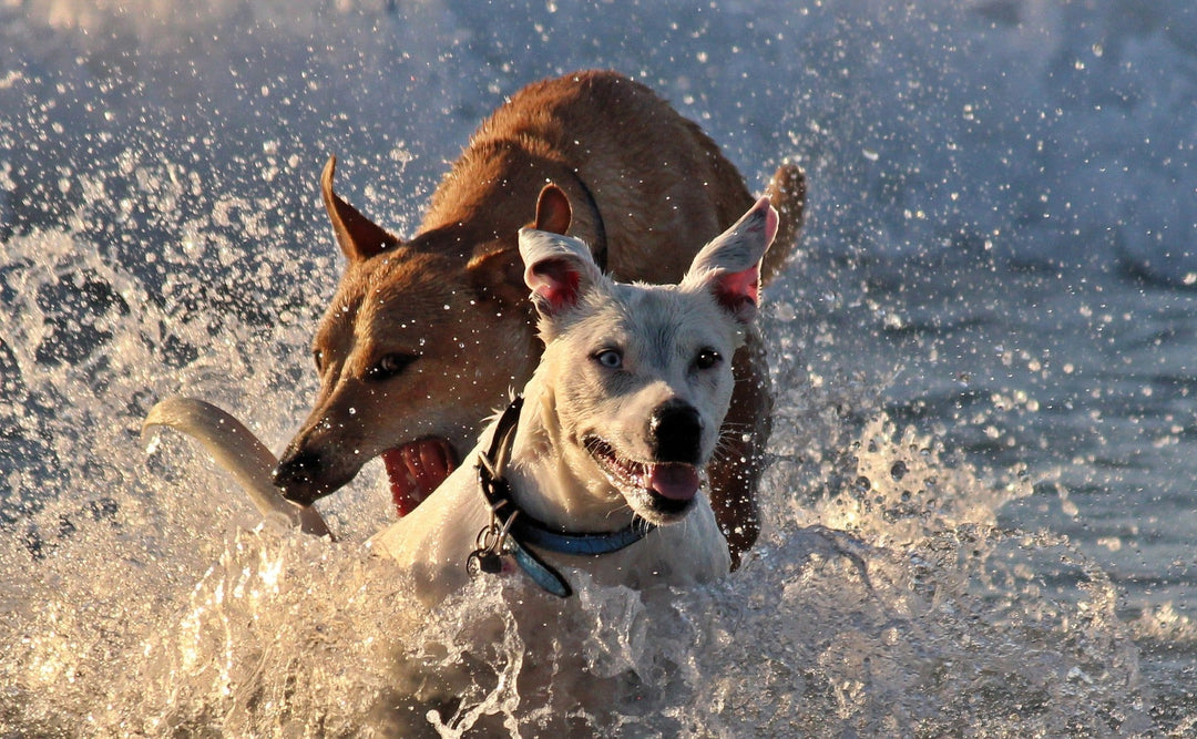 How to prevent dogs from getting heat stroke? - ABK Grooming