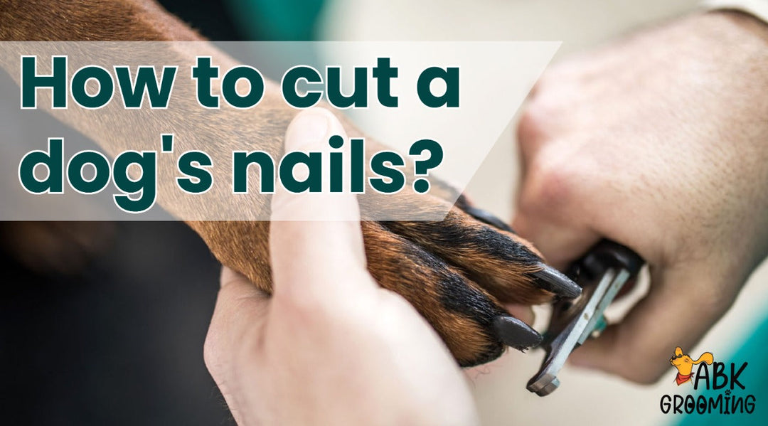 Here's how to cut your dog's nails at Home: A step-by-step guide