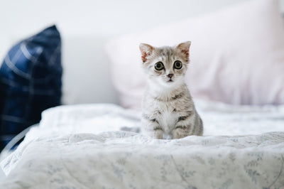 Interesting Facts About Cats