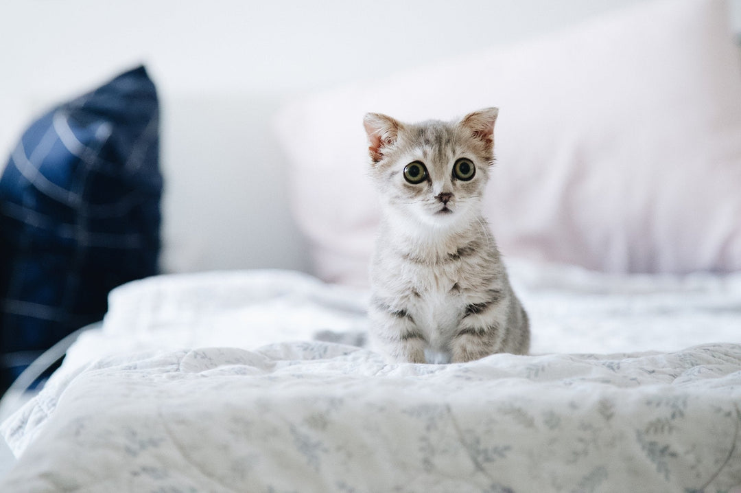 Interesting Facts About Cats - ABK Grooming