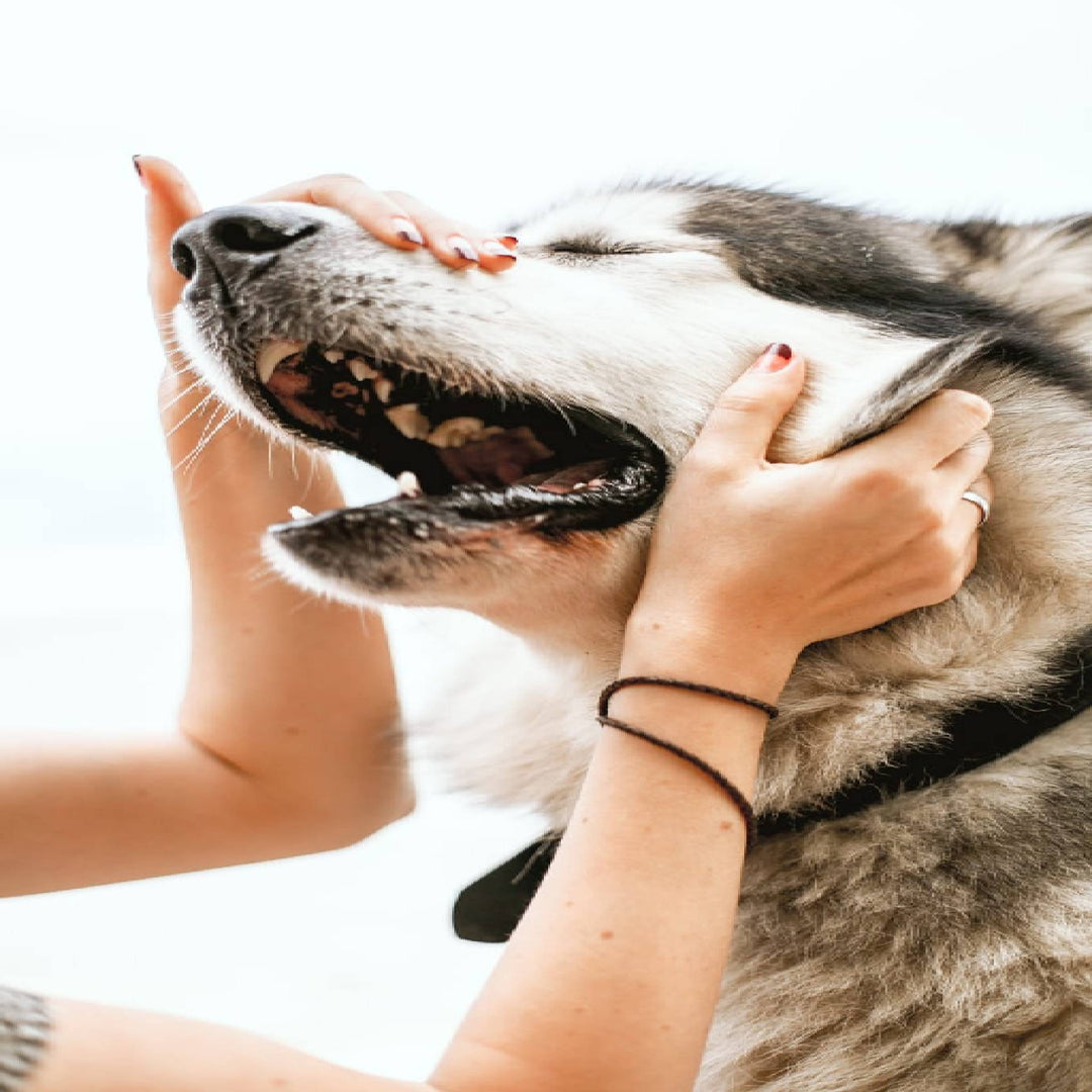 ITCHY PET SKIN PROBLEMS AND SOLUTIONS - ABK Grooming