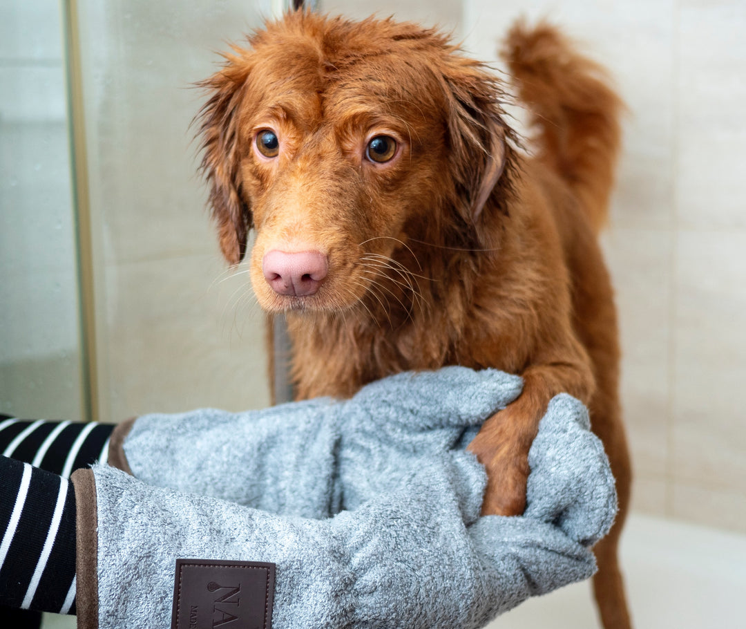 Top 10 Grooming Products to Clean Your Dog at Home