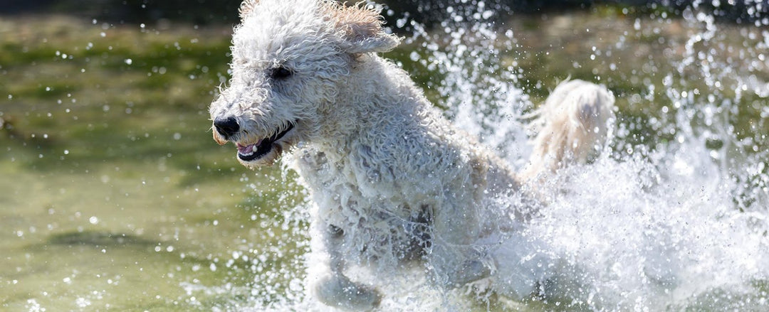 Living in a Heat Wave: Ways to Keep Pets Cool in Summers | ABK Grooming