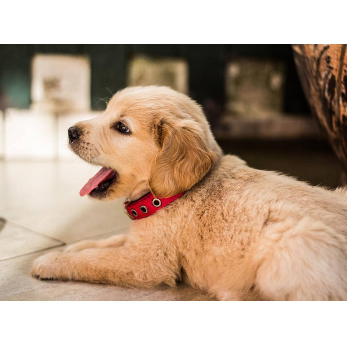 How to keep your Dog Calm while Grooming?