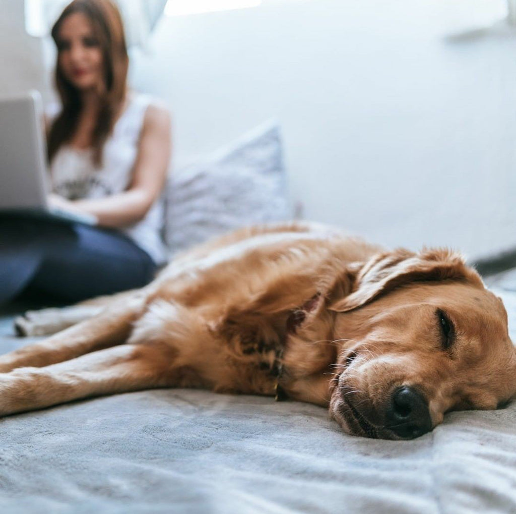 Lockdown Woes: Keep Dogs Busy While You Work at Home!