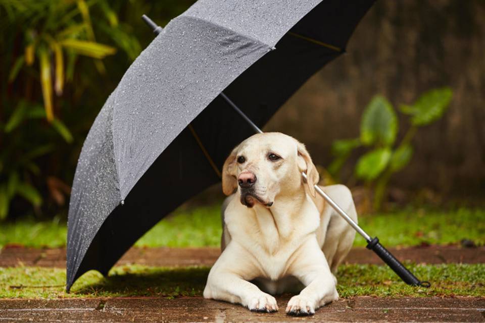 Monsoon is Here: Some Do's for your Pooches! | ABK Grooming