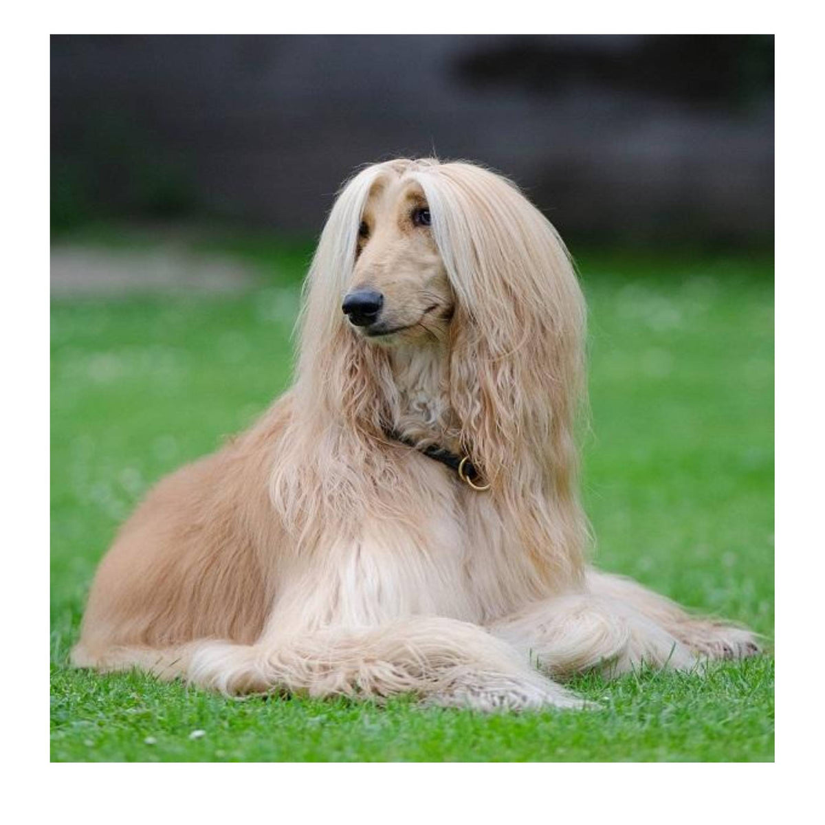 How to groom a long coat dog step by step?