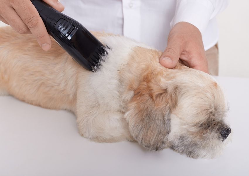 best pet clippers for grooming, how to choose pet clippers, pet clipper maintenance, pet clipper troubleshooting, types of pet clipper blades, cordless pet clippers vs. corded pet clippers